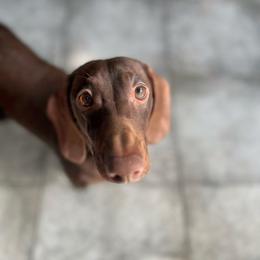 Dachshund All Grown Up from CasadeWeens