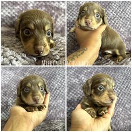 Freedom - Chocolate and cream male Dachshund puppy in Orem, Utah from Miekca’s Dachshunds