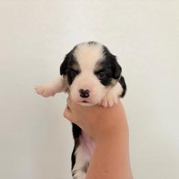 2 - Black and white male American Corgi puppy in Boyd, Texas from Barker's Corgis