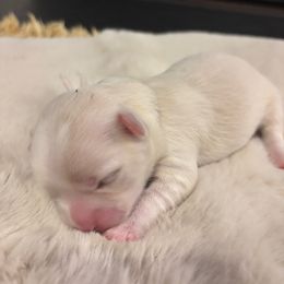 Honey - White female Mal-Shi puppy in Raleigh, North Carolina from Loveable Litters