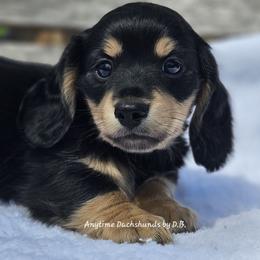 Abe - Black and cream male Dachshund puppy in Ben Wheeler, Texas from Anytime Dachshunds by D.B.