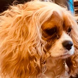 Ruby - Cavalier King Charles Spaniel