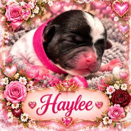 Haylee - Parti female Yorkshire Terrier puppy in Tangipahoa County, Louisiana from Riche’ Louisiana Yorkies