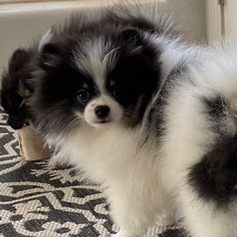 Pomeranian, Pomsky, and Siberian Husky Puppies from Pine and Sea Pomskies