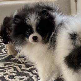 Pomeranian, Pomsky, and Siberian Husky Puppies from Pine and Sea Pomskies