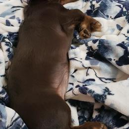 Basset Hound and Dachshund Puppies from V's Southern Angels