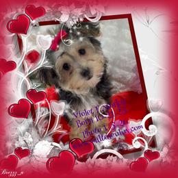 Violet F Morkie - female Morkie puppy in Silverhill, Alabama from Malteseuluv’s Tiny Treasurers