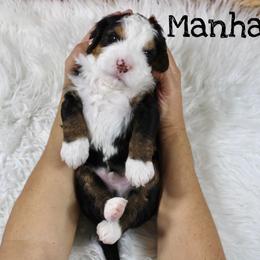 Manhattan - Tri-color male Bernedoodle puppy in Casa Grande, Arizona from AzDoodle Dandies