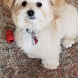 Havanese All Grown Up from Ludico Havanese