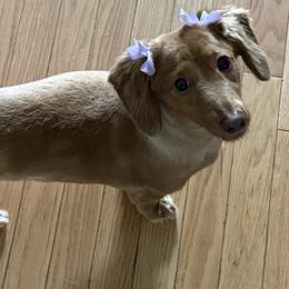 Lily - Dachshund