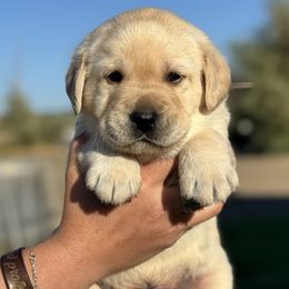 Grey collar - Yellow male Labrador Retriever puppy in Ellensburg, Washington from Lost Spring Retrievers