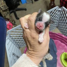 Gabby - Tricolor female Shih Tzu puppy in Alexander, Arkansas from TnT Shih Tzu
