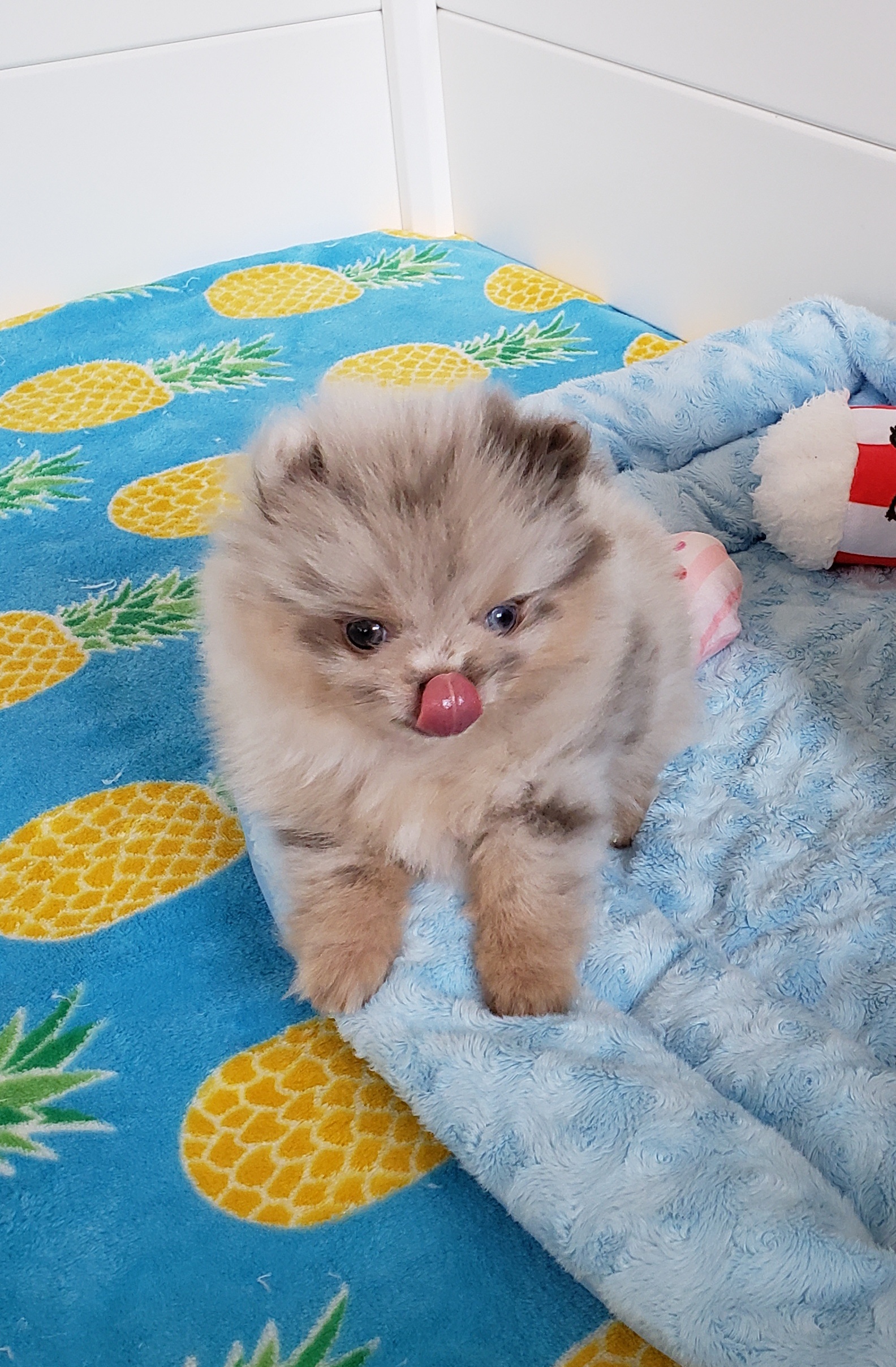 Pomeranian Puppies from Blu Hawaii Pomeranians