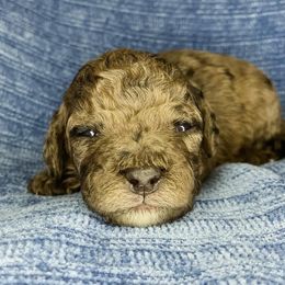 Flint - Merle male Cockapoo puppy in Bedford, Iowa from Our Father’s Doodles