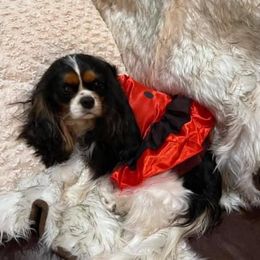 Lily - Cavalier King Charles Spaniel