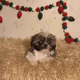 Bean - Gold and white female Shih Tzu puppy in Hibbing, Minnesota from Iron Range Shih Tzu and Puppies