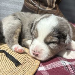 Bling - Blue merle female Australian Shepherd puppy in Litchfield, New Hampshire from Aussies Edge Farm