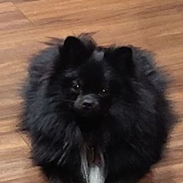 Kiki - Pomeranian
