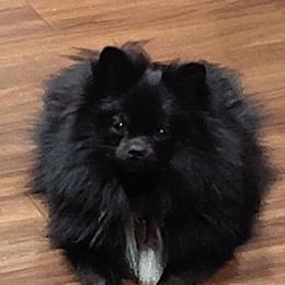 Kiki - Pomeranian