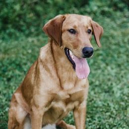 Ruth - Labrador Retriever