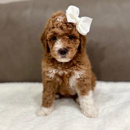 Goldie girl - Red  female Goldendoodle puppy in Rio Linda, California from Plush Doodles