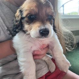 Boy3 - Piebald male Dachshund puppy in Temple, Texas from Wiener Works Co.