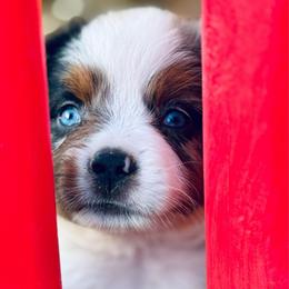 Canyon - Blue merle male Miniature Australian Shepherd puppy in Hempstead, Texas from Young Gun Aussies