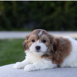 Dewy - Red sable male Havanese puppy in South Jordan, Utah from Lady Paws Puppies - Cassie