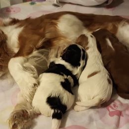 Cavalier King Charles Spaniels and Cavapoos from Cupcake Cavaliers and Cavapoos