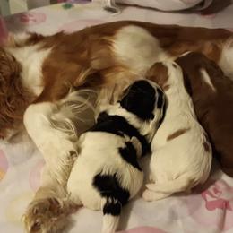 Cavalier King Charles Spaniels and Cavapoos from Cupcake Cavaliers and Cavapoos
