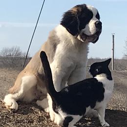 Cocker Spaniels and Saint Bernards from Hirt House Saints