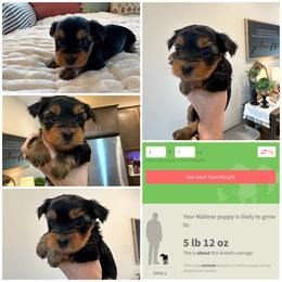 Scooter - Black and gold male Morkie puppy in Cleveland, Tennessee from Moody’s Morkies and More