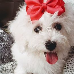 Bichon Frises from Hillis Hollar Bichons