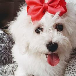 Bichon Frises from Hillis Hollar Bichons