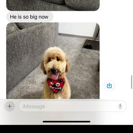 Goldendoodle and Poodle Puppies from Florida Coast Golden Doodles