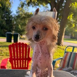 Colby - Black white and tan male Chinese Crested puppy in New Haven, West Virginia from EverCrest