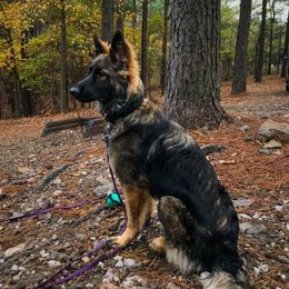 German Shepherd Puppies from LaMarca's Kennels