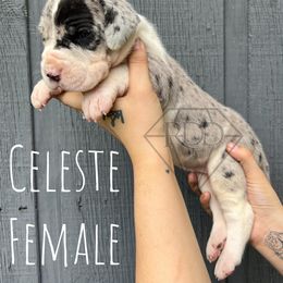 Great Dane Puppies from Rough Diamond Danes