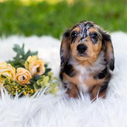 The Hudson hornet - Gray (blue) and cream male Dachshund puppy in Floral City, Florida from Daisy's Doxies