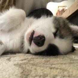 Icelandic Sheepdog Puppies from Windswept Icelandic Sheepdogs