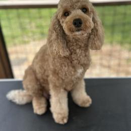 Goldendoodles from Creekside Cottage Doodles