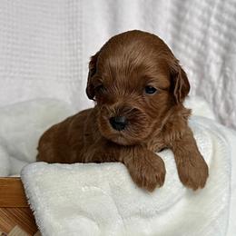 Cavapoo Puppies from Pawfect Fur Friends