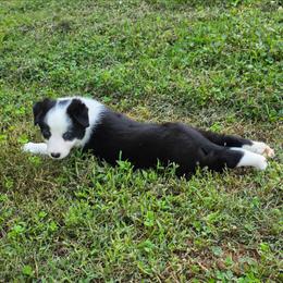 Tough - Black and white female Border Collie puppy in Gaffney, South Carolina from On the Lamb