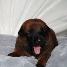 Belgian Malinois Puppies from Pyrex Kennels
