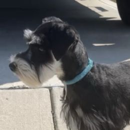 Miniature Schnauzers from Miniature Schnauzer Lovers