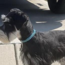 Miniature Schnauzers from Miniature Schnauzer Lovers