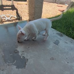 Miniature Bull Terrier Puppies from Desert Desperados