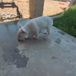 Miniature Bull Terrier Puppies from Desert Desperados