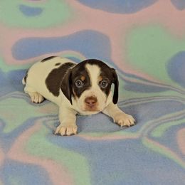 Dachshund Puppies from Newbern's Nuggets
