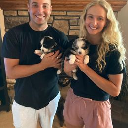Miniature Australian Shepherd Puppies from Fancy Creek Mini Aussies